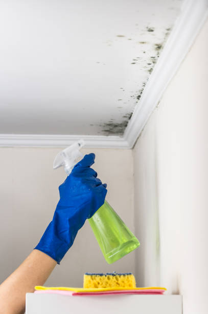 Attic Mold Removal in Apple Mountain Lake, VA